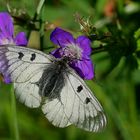 Schwarzer Apollo (Parnassius mnemosyne) 