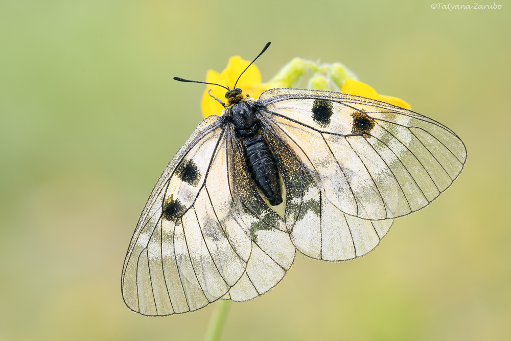 Schwarzer Apollo (Parnassius mnemosyne)