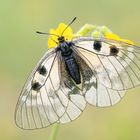 Schwarzer Apollo (Parnassius mnemosyne)