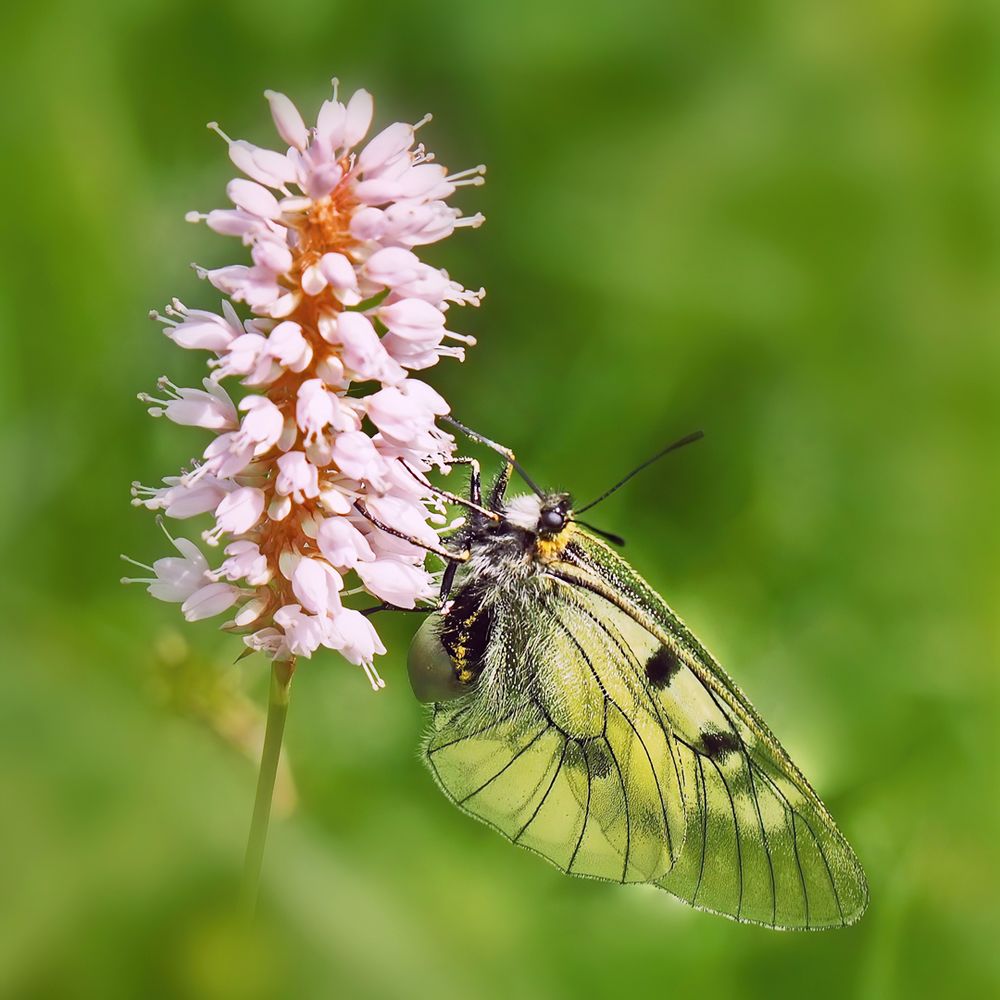 Schwarzer Apollo (Parnassius mnemosyne)