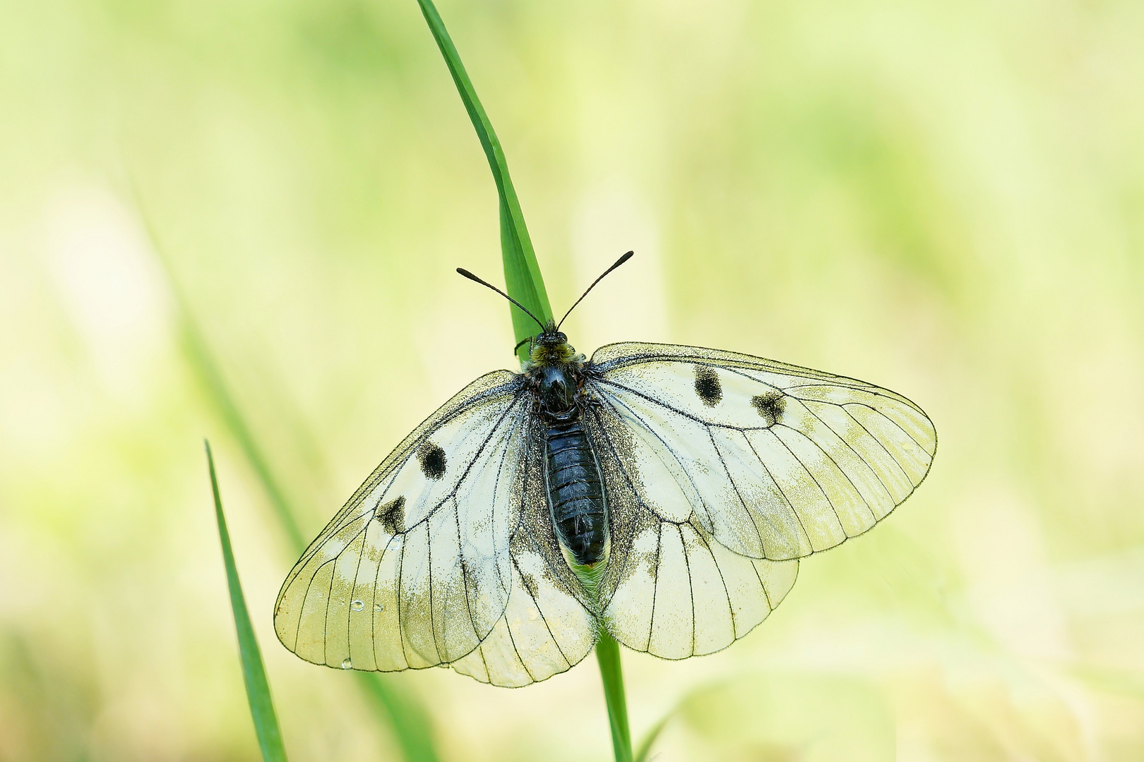 Schwarzer Apollo (Parnassius mnemosyne) 