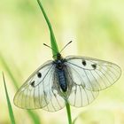 Schwarzer Apollo (Parnassius mnemosyne) 