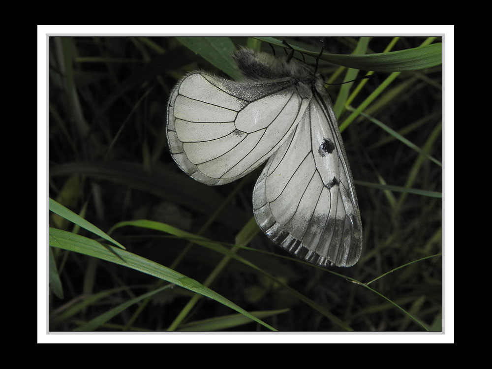 Schwarzer Apollo (Parnassius mnemosyne)