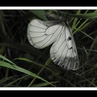 Schwarzer Apollo (Parnassius mnemosyne)