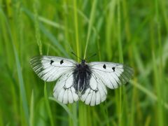 Schwarzer Apollo,  Parnassius mnemosyne