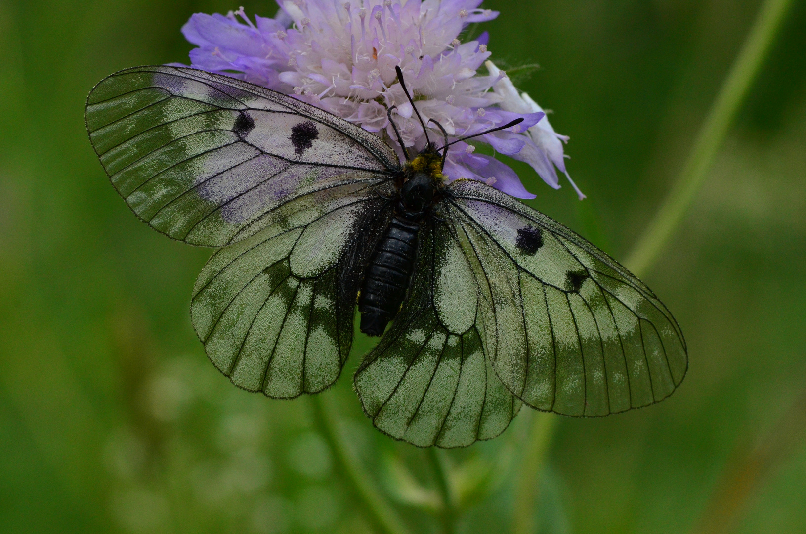 Schwarzer Apollo (Parnassius mnemosyne)