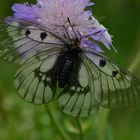 Schwarzer Apollo (Parnassius mnemosyne)