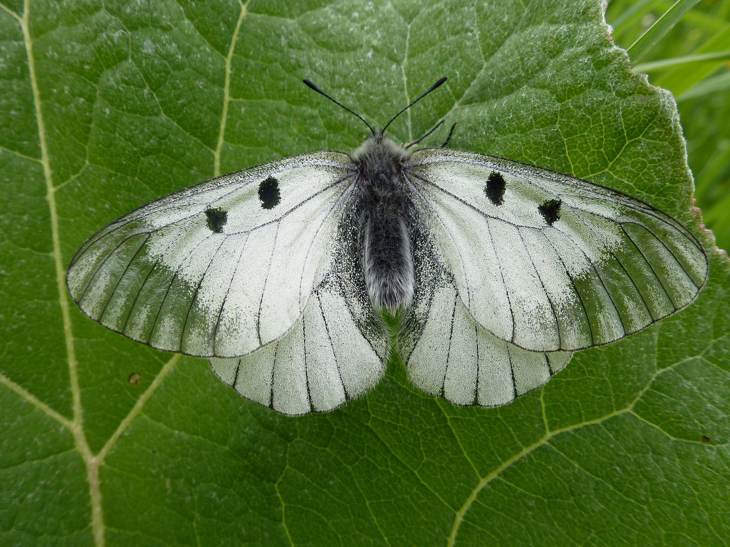 Schwarzer Apollo (Parnassius mnemosyne)