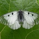 Schwarzer Apollo (Parnassius mnemosyne)