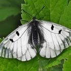 Schwarzer Apollo (Parnassius mnemosyne) 