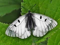 Schwarzer Apollo (Parnassius mnemosyne) 