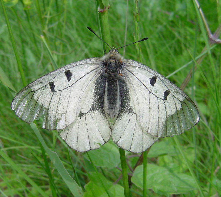 Schwarzer Apollo (Parnassius mnemosyne)