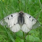 Schwarzer Apollo (Parnassius mnemosyne)