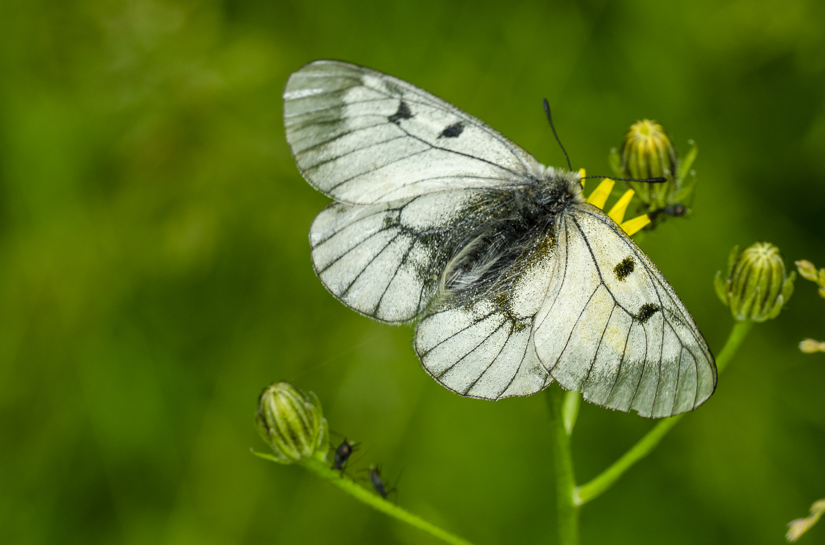 Schwarzer Apollo (Parnassius mnemosyne)