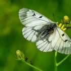 Schwarzer Apollo (Parnassius mnemosyne)