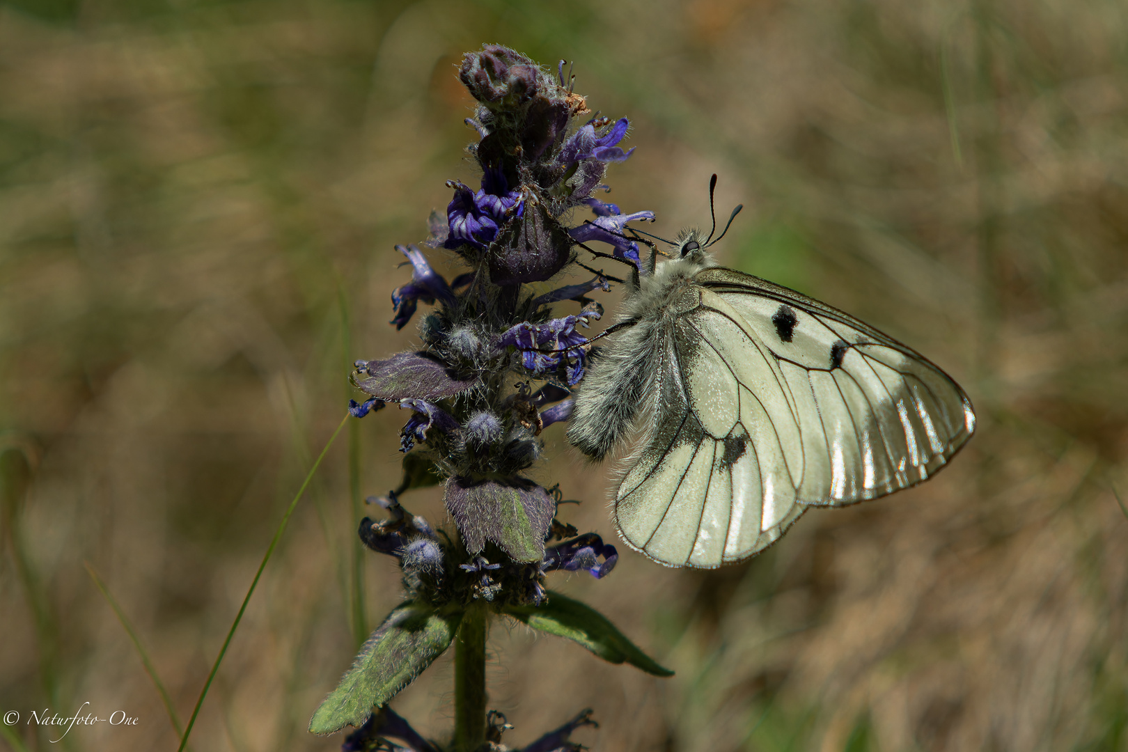 Schwarzer Apollo (Parnassius mnemosyne )