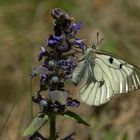 Schwarzer Apollo (Parnassius mnemosyne )