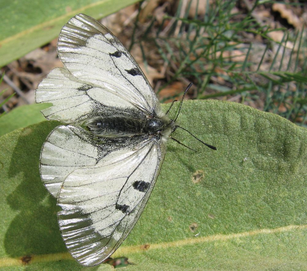 Schwarzer Apollo (Parnassius mnemosyne)...