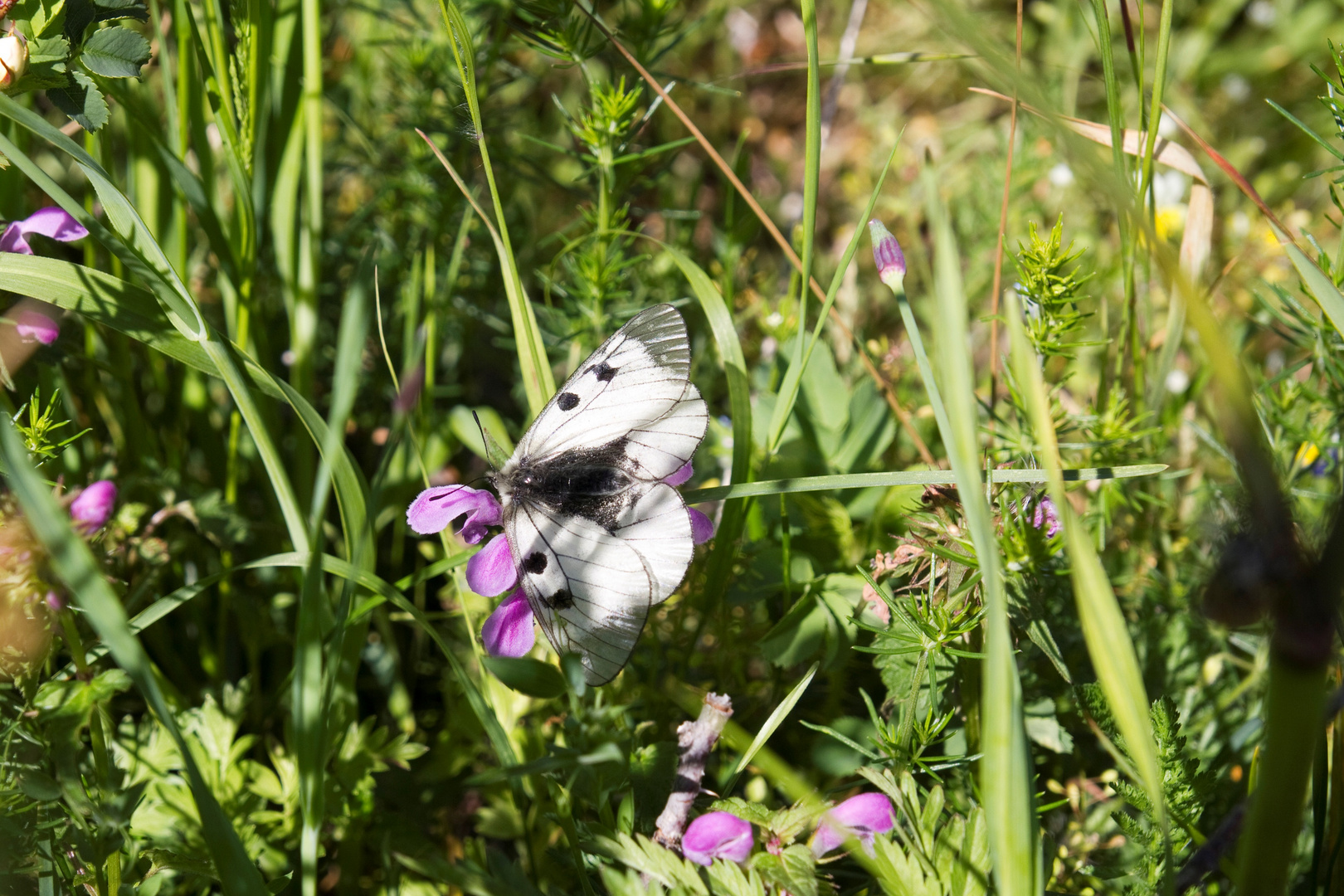 Schwarzer Apollo (Parnassius mnemosyne)