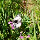 Schwarzer Apollo (Parnassius mnemosyne)