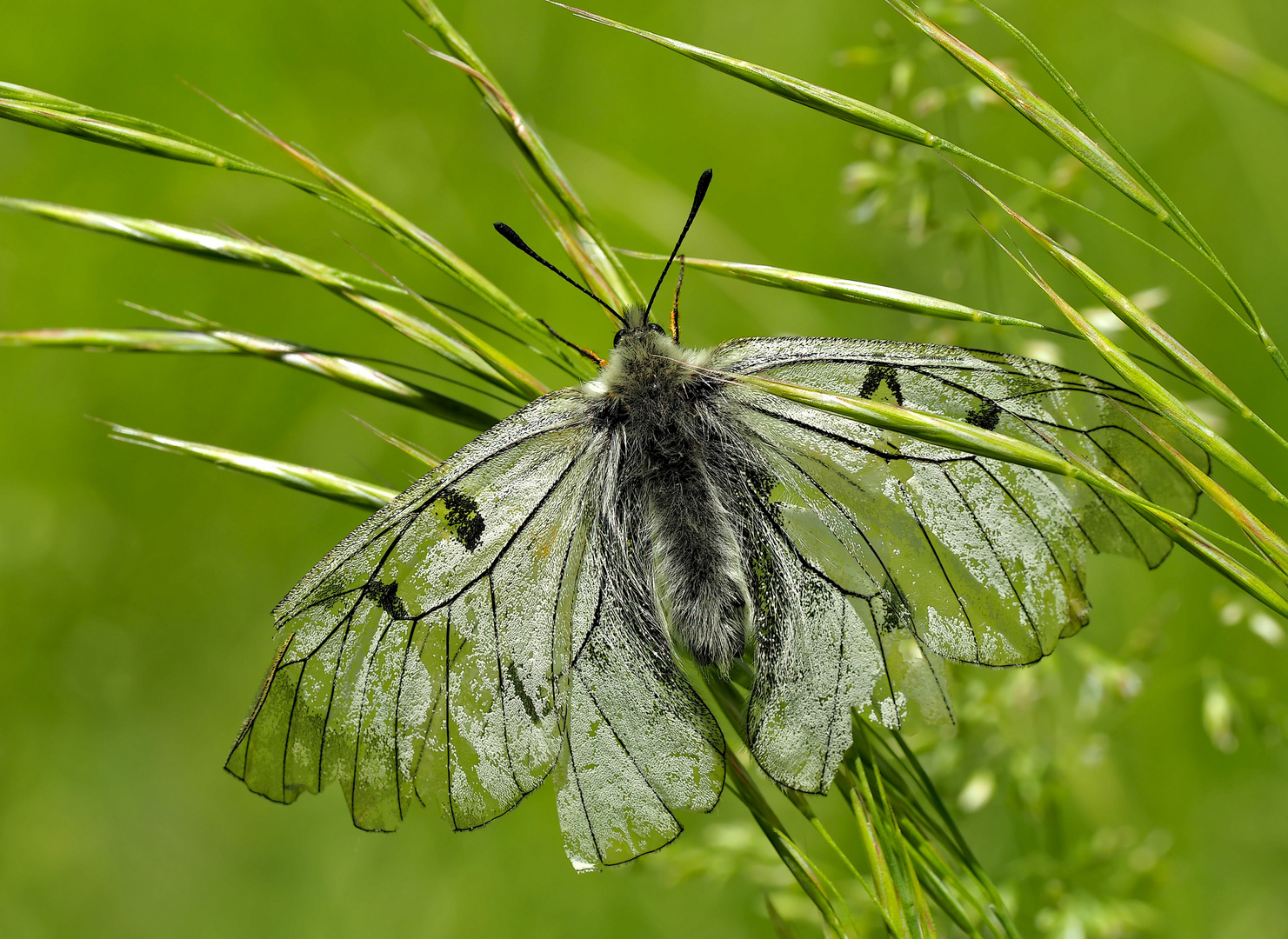 Schwarzer Apollo (Parnassius mnemosyne) - Le Semi-Apollon. 