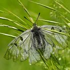 Schwarzer Apollo (Parnassius mnemosyne) - Le Semi-Apollon. 