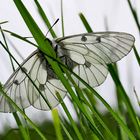 Schwarzer Apollo (Parnassius mnemosyne) - Le Semi-Apollon.