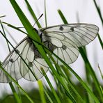 Schwarzer Apollo (Parnassius mnemosyne) - Le Semi-Apollon.