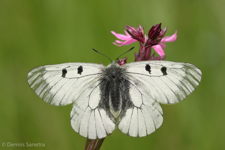 Schwarzer Apollo (Parnassius mnemosyne) Männchen