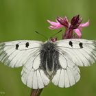 Schwarzer Apollo (Parnassius mnemosyne) Männchen