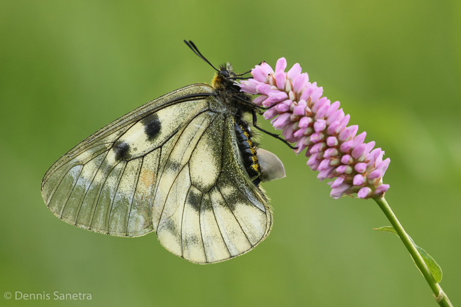 Schwarzer Apollo (Parnassius mnemosyne) Weibchen