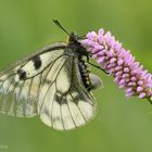 Schwarzer Apollo (Parnassius mnemosyne) Weibchen