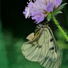 Schwarzer Apollo ruht sich an Blüte aus