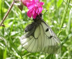 Schwarzer Apollofalter (2)