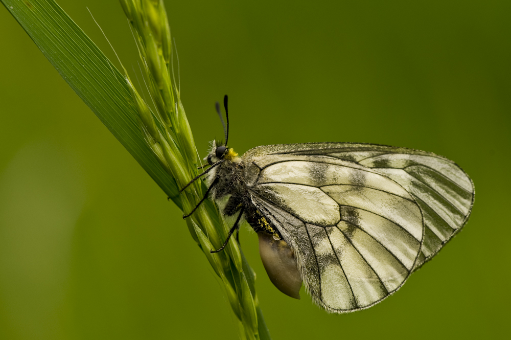 schwarzer apollofalter