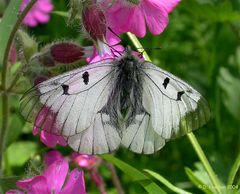 Schwarzer Apollofalter (3)