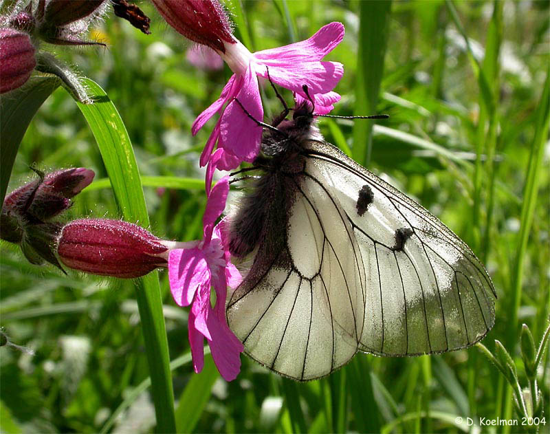 Schwarzer Apollofalter