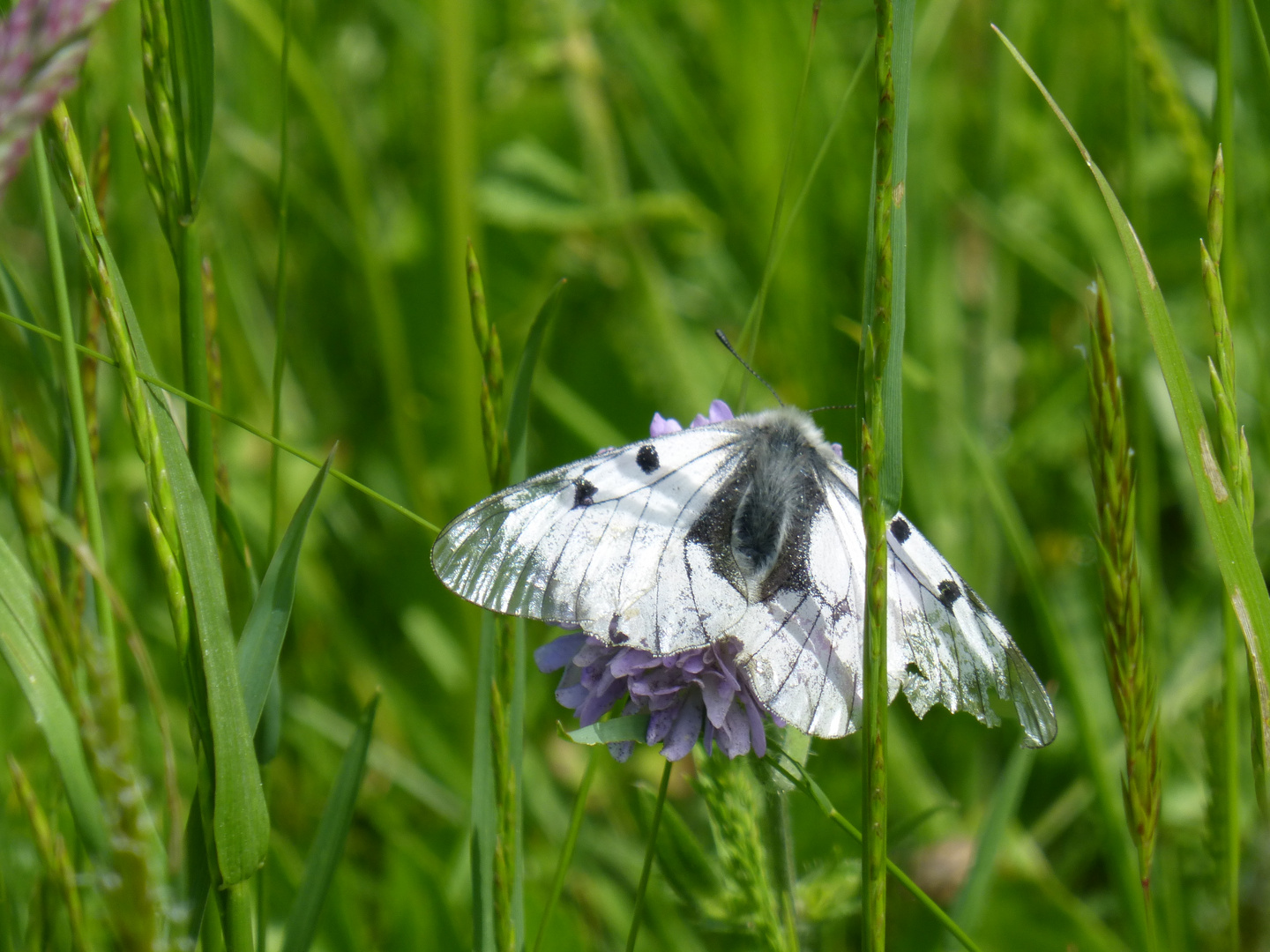 Schwarzer Apollofalter