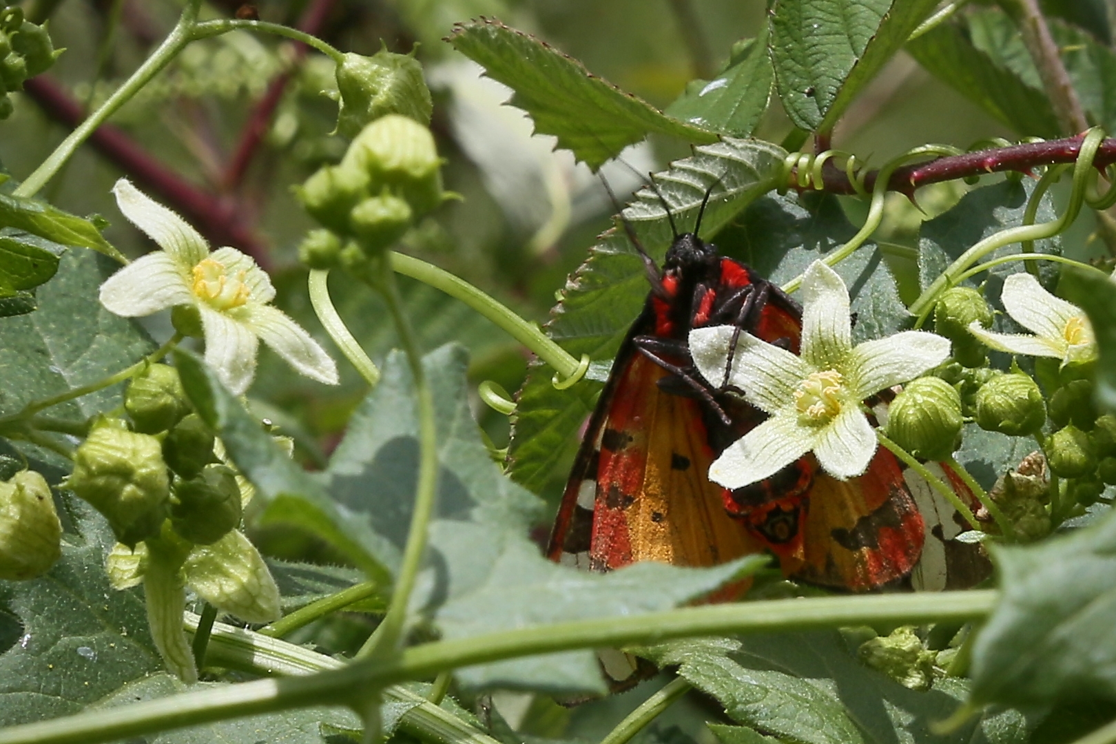 Schwarzer Bär (2017_05_21_EOS 6D_2798_ji)