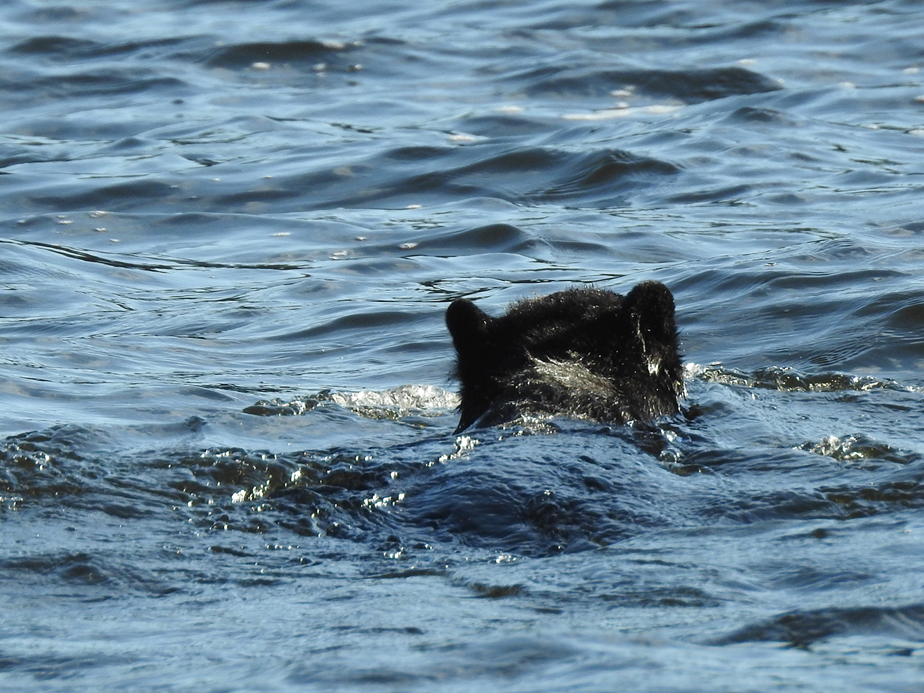 Schwarzer Bär im schwarzen Wasser mit schwarzem Hintergrund...