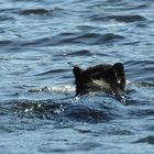 Schwarzer Bär im schwarzen Wasser mit schwarzem Hintergrund...