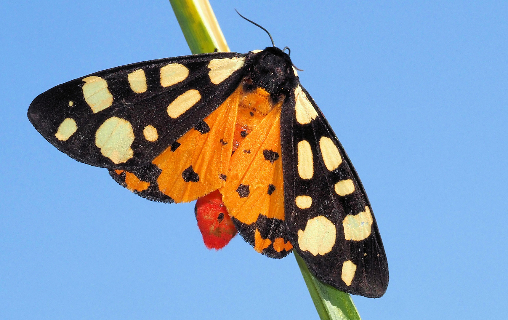 Schwarzer Bär und blauer Himmel …