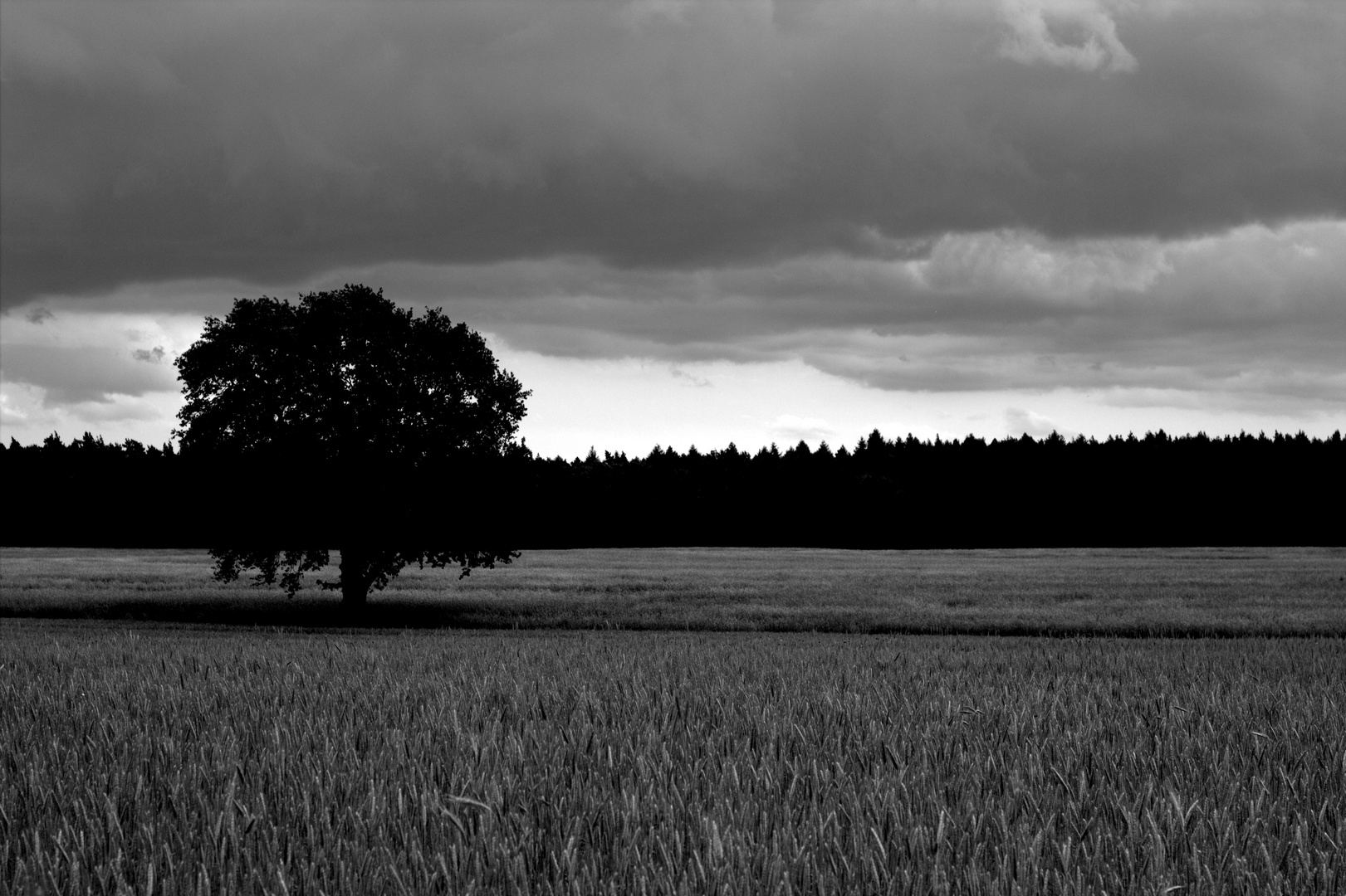 Schwarzer Baum