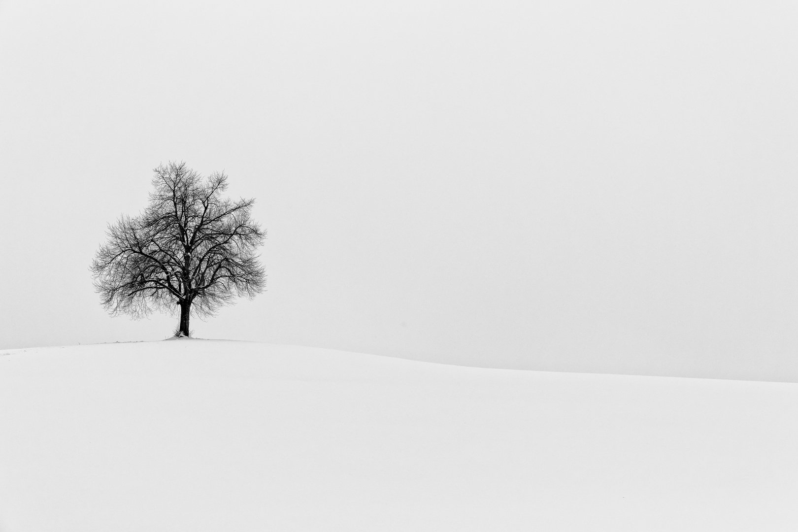 Schwarzer Baum in Weiss