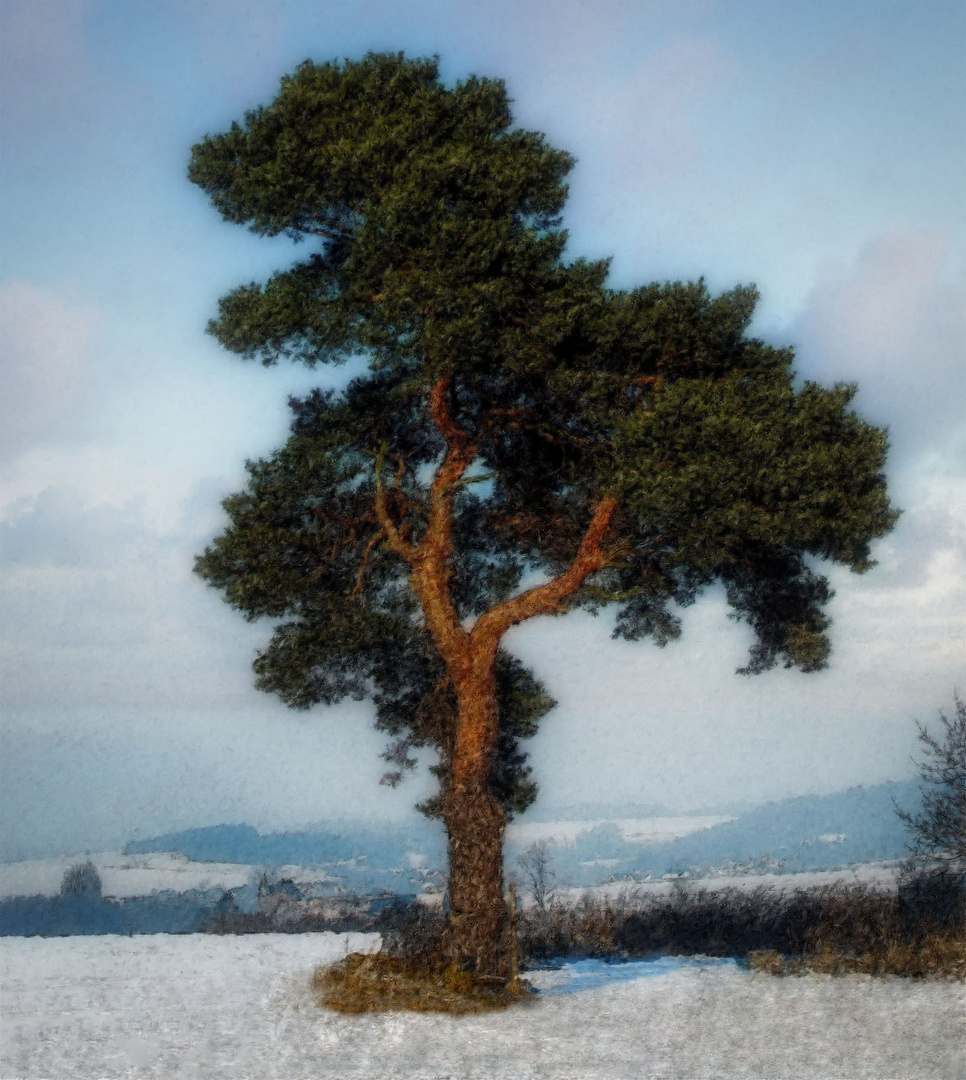 Schwarzer Baum Mechernicher Weg