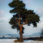 Schwarzer Baum Mechernicher Weg