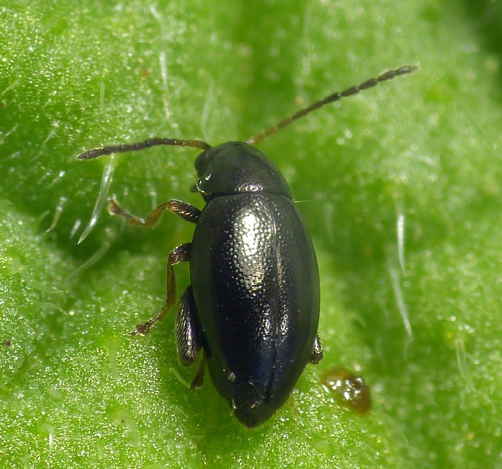 Schwarzer Beinwell-Erdfloh (Longitarsus anchusae)