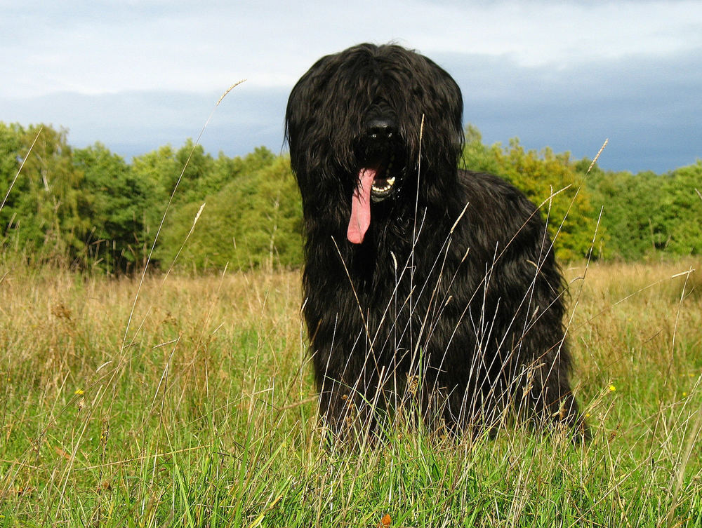 Schwarzer Briard