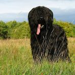 Schwarzer Briard