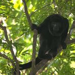 Schwarzer Brüllaffe (Alouatta caraya), Costa Rica